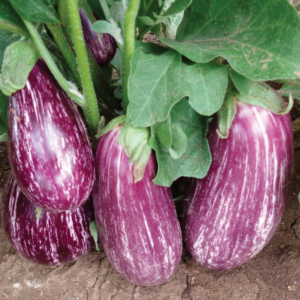 Melanzana Striata