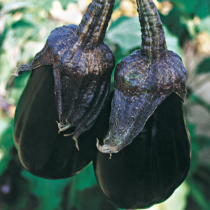 Melanzana nostrale