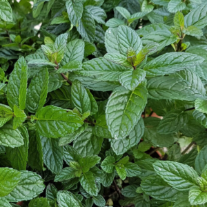 Menta