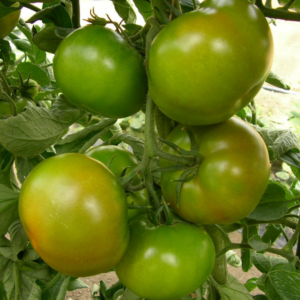 Pomodoro Insalataro