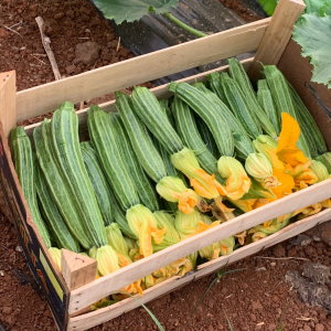 Zucchino Romanesco in Fiore