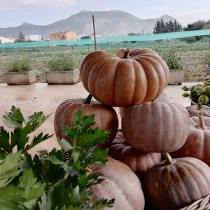 Zucca Rossa